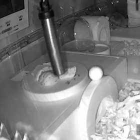 国産くるみの殻の画像