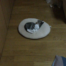 新しいオモチャの画像