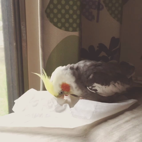 龍ちゃんの画像