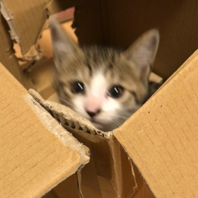 出たり入ったり飛び出したりの画像