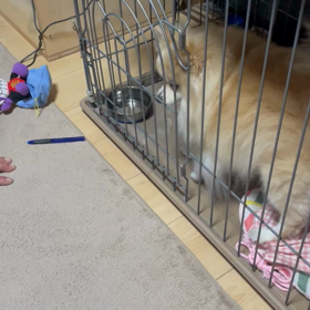 いんげんの画像