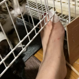 うさぎとねこの画像