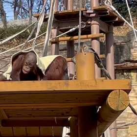 オラウータンの画像