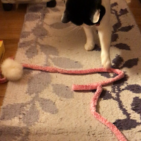 おにゅうな猫じゃらしの画像