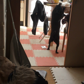 黒パグラムちゃんのイタズラの画像