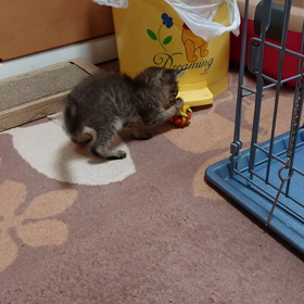 ダンくん改めて桃の１日の画像