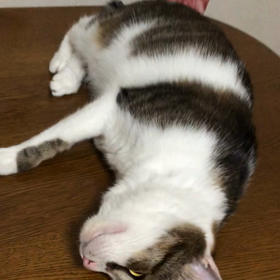 帯状疱疹でえっ？私は水疱瘡やったの？可愛い保護猫デール動画。の画像