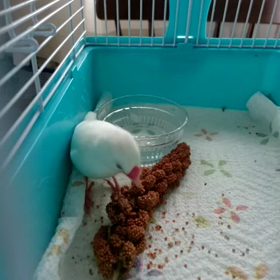 保護しました！白文鳥さん。の画像