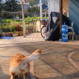 午前中のお外遊びの画像