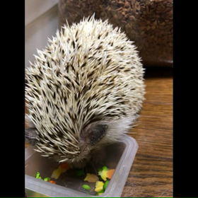 77日目&78日目ハリ飼いってこんなかなの画像