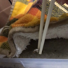 354日目2晴栗さんと虫の画像