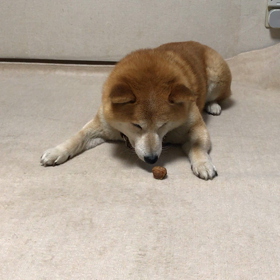 喜びの舞の画像