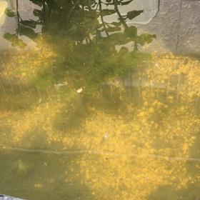 小さな生き物ですが・・・の画像