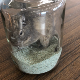 ペットは、デグーの画像