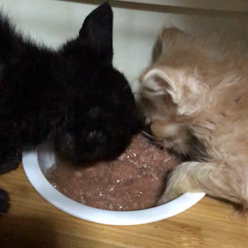 がつがつの画像