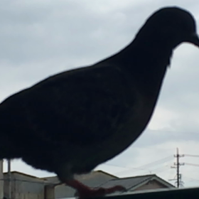 無意味だけど楽しいことの画像