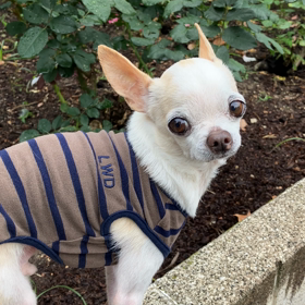 cooとバラの画像