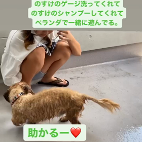 愛犬のすけの画像
