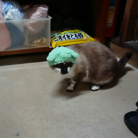 もぐちゃんは被り物キライ！の画像