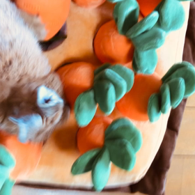 久しぶりのにんじんさんおもちゃ～の画像