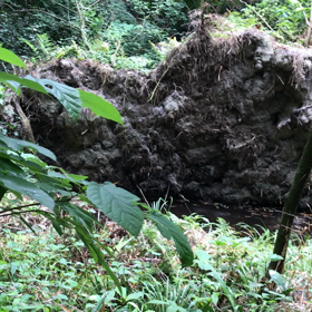 鳥の叫び声の先はの画像