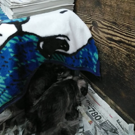 ミニチュアシュナウザーの子犬の画像