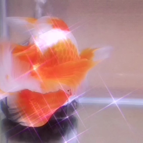 Goldfish dance（bellydance） 金魚（カイちゃん）ベリーダンス踊る...の画像