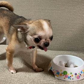 グレムリン⁉️…の巻の画像