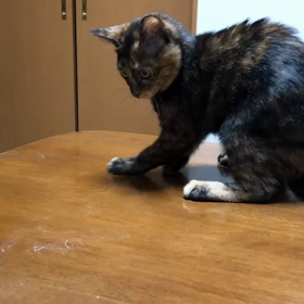 変な踊り!の画像