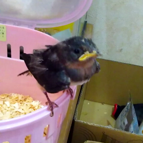 つばめ日記の画像