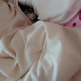 愛犬の画像