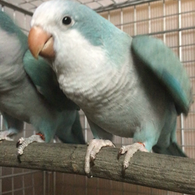 おきなーずの画像