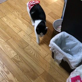 出待ち党首 ちこうよれの画像