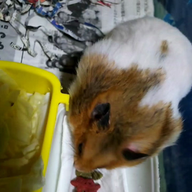 実家の母を怒鳴りました、癒しちゃきちの画像