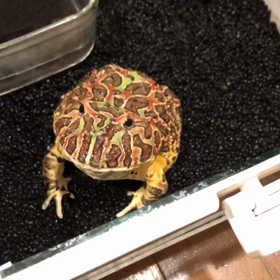 荒ぶるフロー様の画像