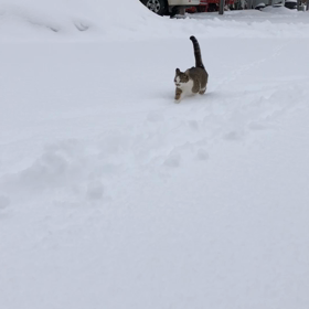 北国の猫の画像