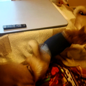 なんてこった…トホホ…ですの画像