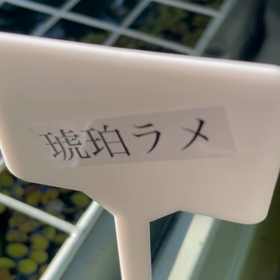 今日のメダカ。琥珀ラメの画像