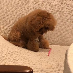 気乗りしない歯磨きの画像