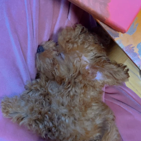 うちの小熊の画像