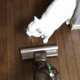 週末にトライアル！ピーターくんの画像