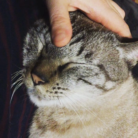 爪が仕舞えない猫の画像