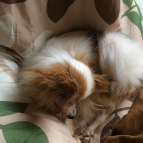 パピヨン てまり♀の画像