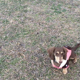 フリスビー犬！の画像