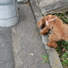 今日の散歩の画像