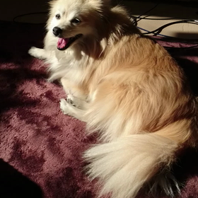 日向ぼっこ大好きの画像