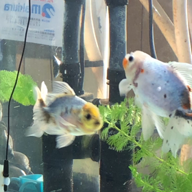 水槽&舟が足りない:(；ﾞﾟ'ωﾟ'):の画像