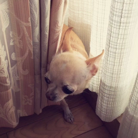 ★わんこ 動画★の画像