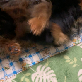 我が家の男子は、子煩悩の画像