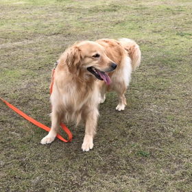 やれば出来るっ子 パート4の画像